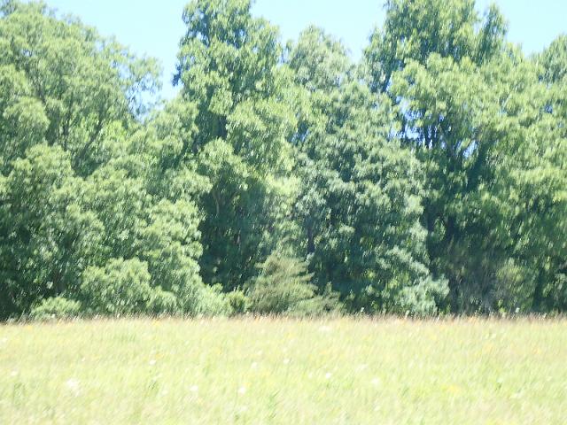 P6190042.JPG