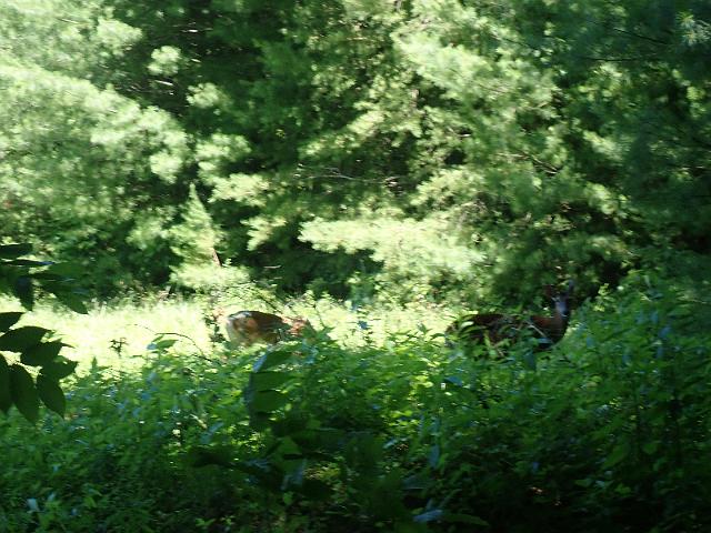 P6190295.JPG