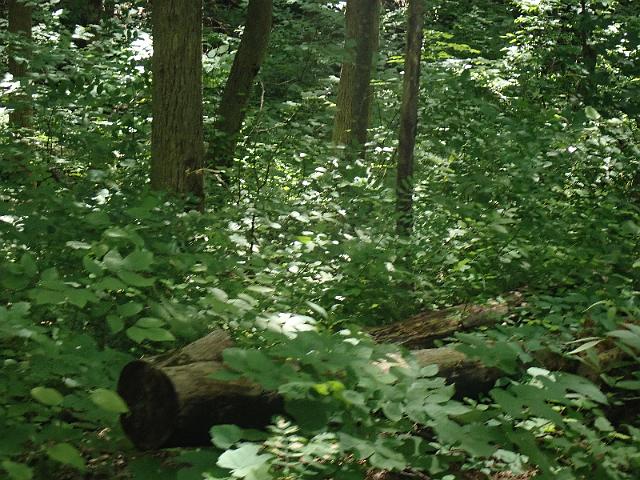 P6190337.JPG