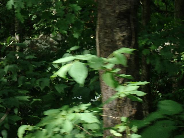 P6190347.JPG