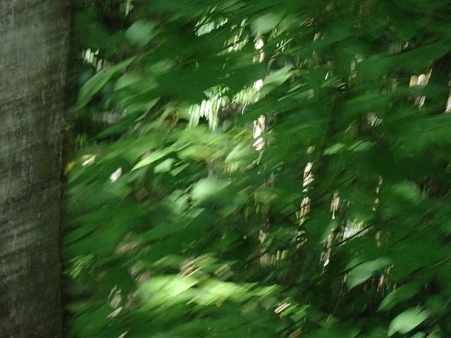 P6190348.JPG