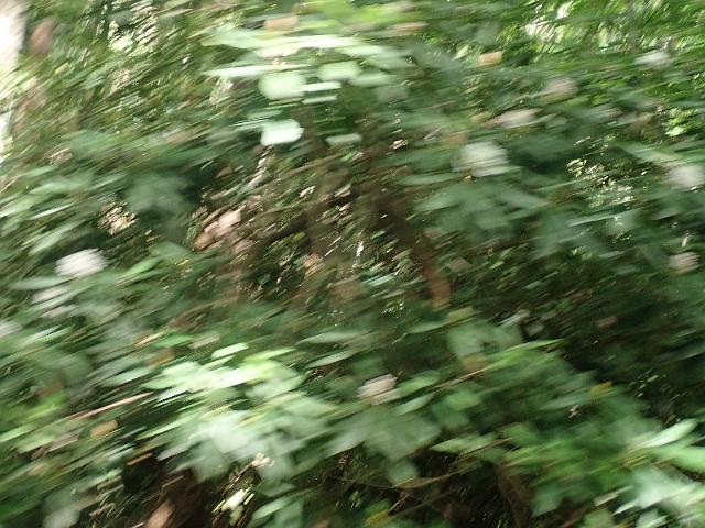 P6190363.JPG