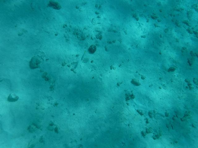 DSCF1196.JPG