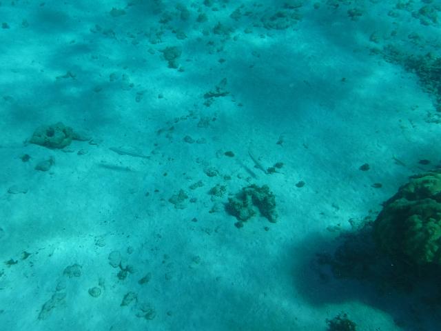 DSCF1197.JPG