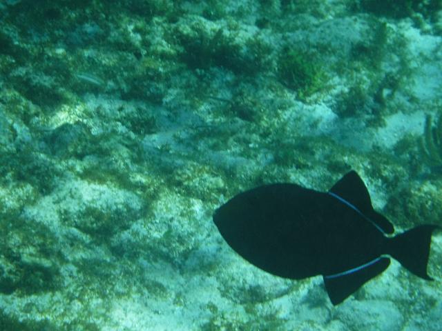 DSCF1208.JPG