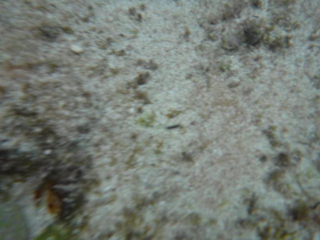 DSCF1368.JPG