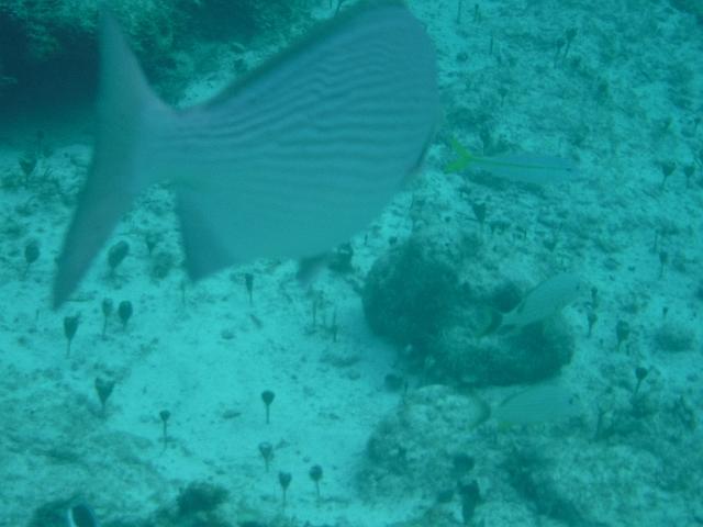 DSCF1396.JPG