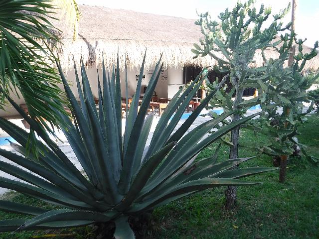DSCF1478.JPG