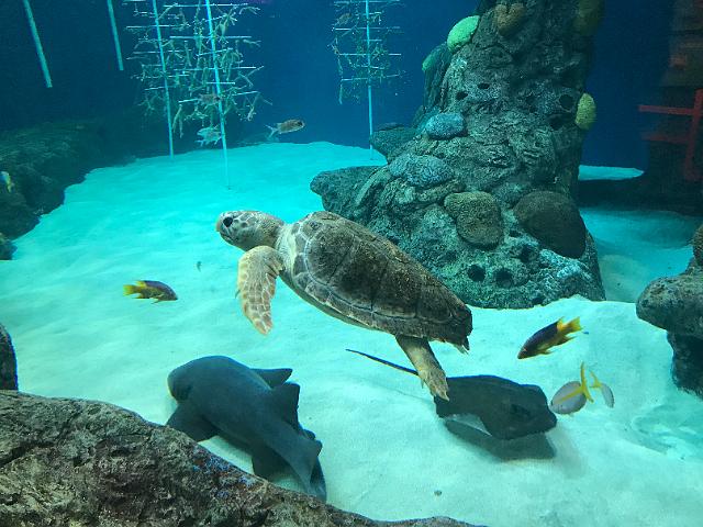 IMG_5599.JPG