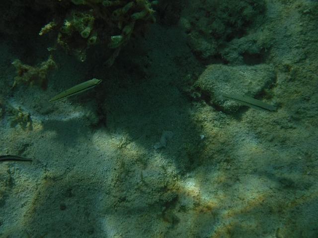 DSCF2020.JPG