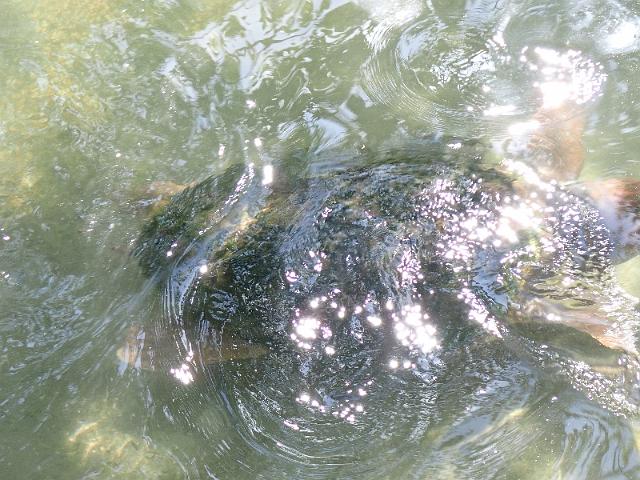 PB080555.JPG