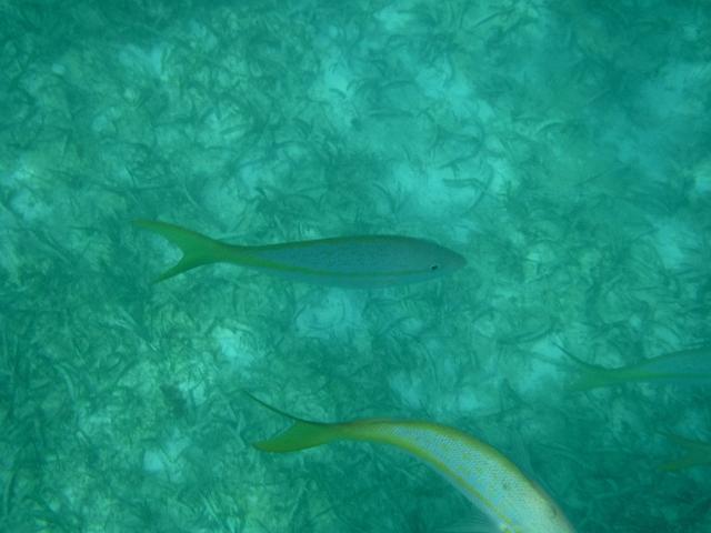 DSCF0096.JPG