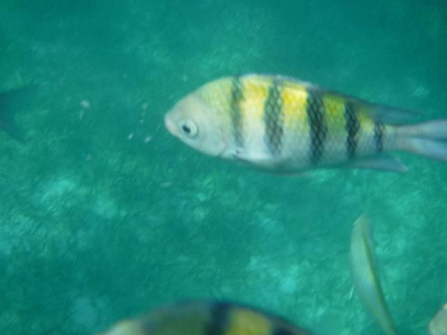 DSCF0097.JPG