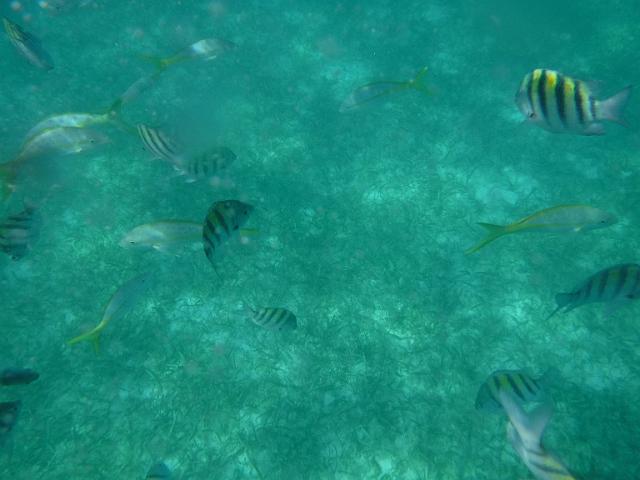 DSCF0098.JPG