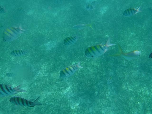 DSCF0100.JPG