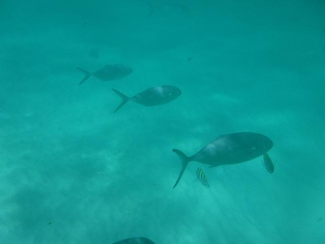DSCF0132.JPG
