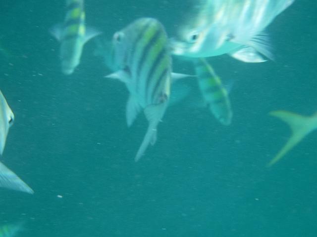 DSCF0146.JPG