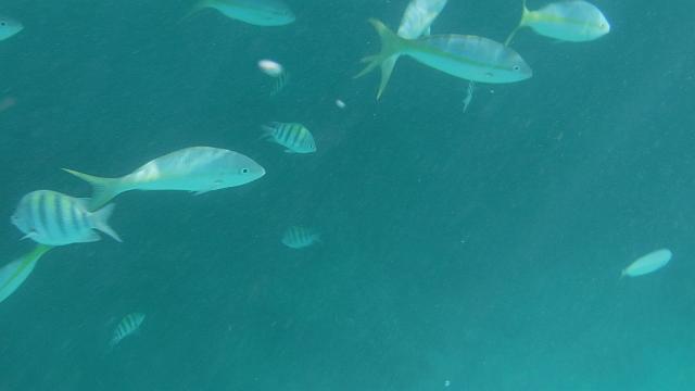 DSCF0152.JPG