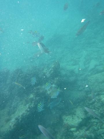 DSCF0270.JPG