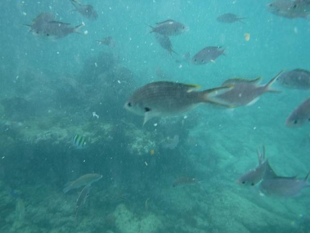 DSCF0271.JPG