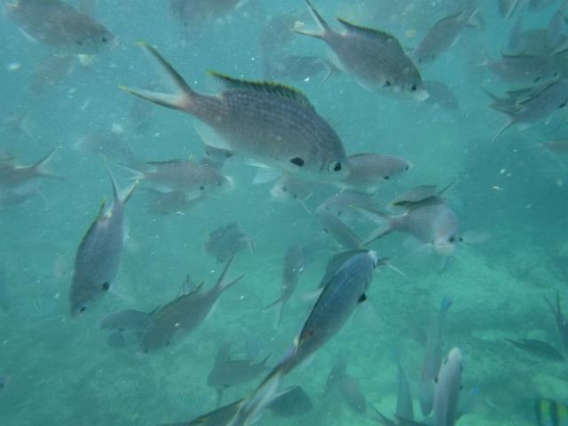 DSCF0273.JPG