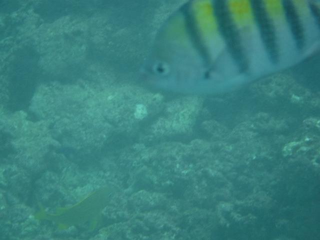 DSCF0294.JPG