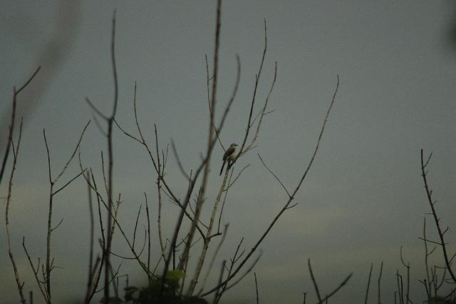 DSC_0040.JPG