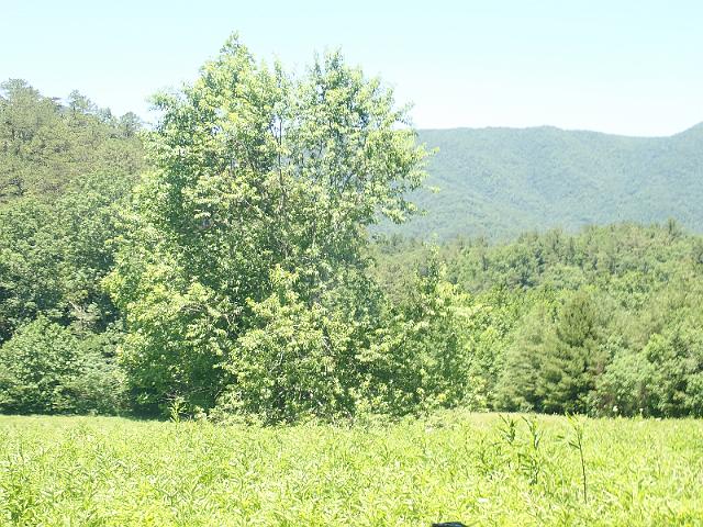 P6190291.JPG