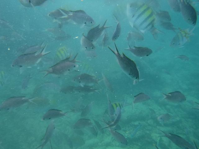 DSCF0274.JPG