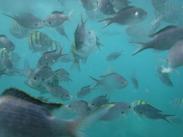 DSCF0282.JPG