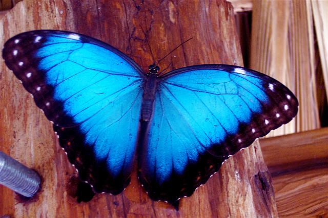 100_6589.JPG